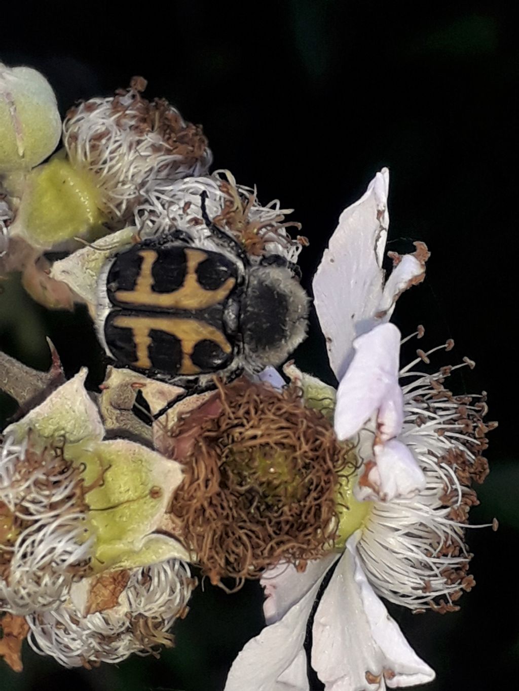 Cetoniidae: Trichius zonatus (= gallicus)